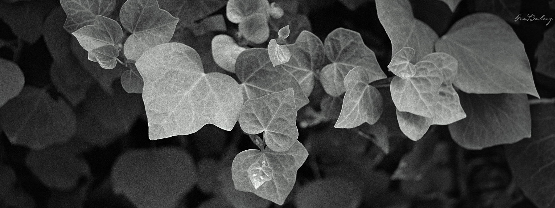 grabaluz film