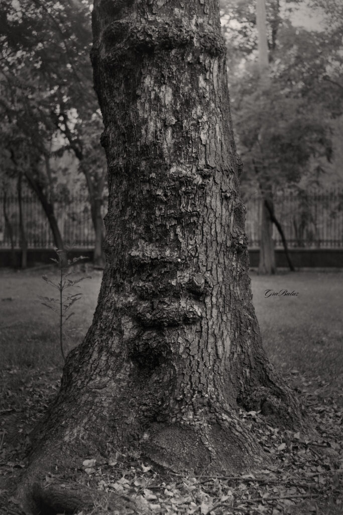 Close-up of a large tree trunk with rough bark in a park, leaves scattered at the base.